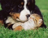 /album/katten/ahhhhhhhhhh-jpg/