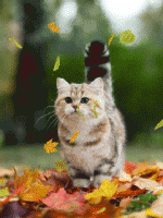/album/katten/animaatjes-katten-5715621-gif/
