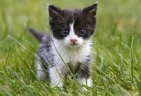 /album/katten/imagesca88lle6-jpg/