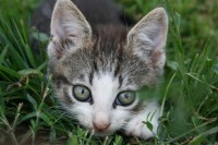 /album/katten/katten1-jpg/