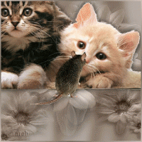 /album/katten/katten-plaatjes048-gif/
